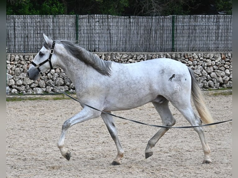 PRE Hengst 3 Jaar 168 cm Schimmel in Menorca