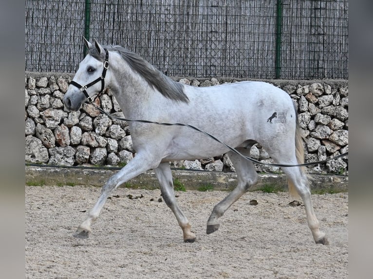 PRE Hengst 3 Jaar 168 cm Schimmel in Menorca
