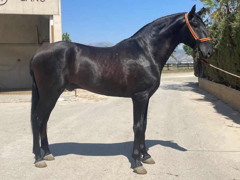 PRE Mix Hengst 3 Jaar 168 cm Zwart in Navas Del Madroño