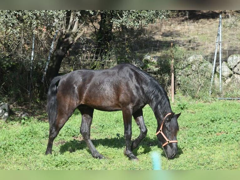 PRE Hengst 3 Jaar 168 cm Zwart in El Real De La Jara