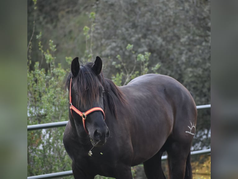PRE Hengst 3 Jaar 168 cm Zwart in El Real De La Jara