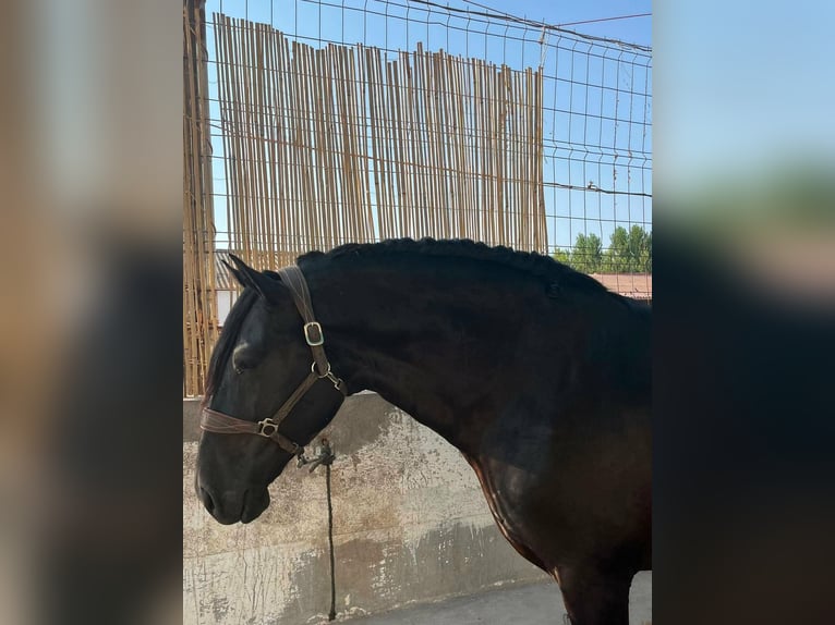 PRE Hengst 3 Jaar 168 cm Zwart in Valdepeñas