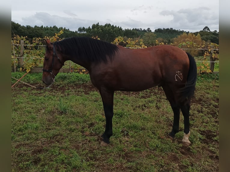 PRE Hengst 3 Jaar 169 cm Bruin in Cacheirasteo