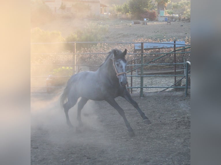 PRE Mix Hengst 3 Jaar 169 cm Schimmel in Vejer de la Frontera