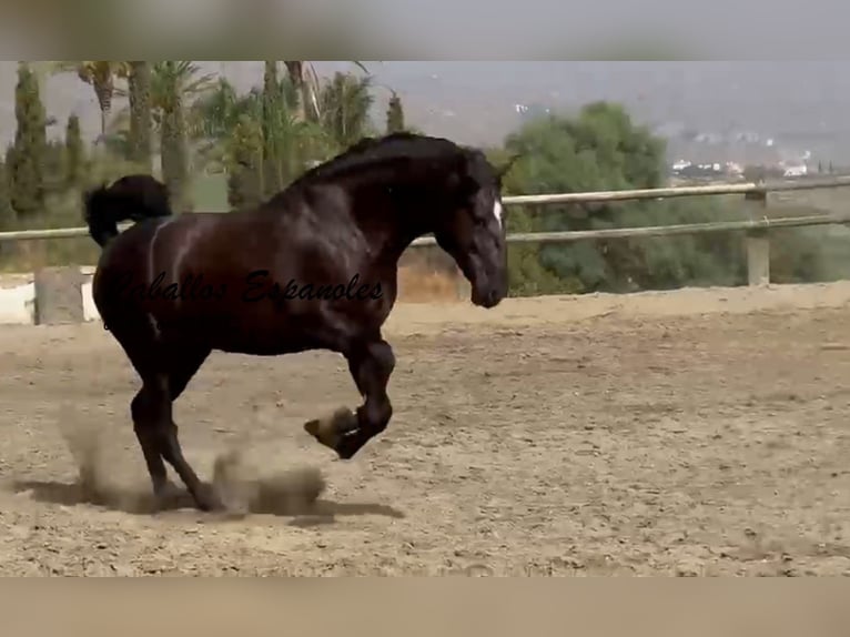 PRE Mix Hengst 3 Jaar 169 cm Zwart in Vejer de la Frontera