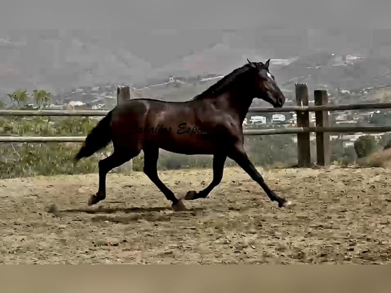 PRE Mix Hengst 3 Jaar 169 cm Zwart in Vejer de la Frontera