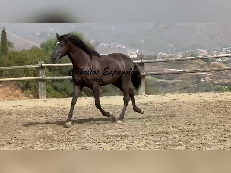 PRE Mix Hengst 3 Jaar 169 cm Zwart in Vejer de la Frontera