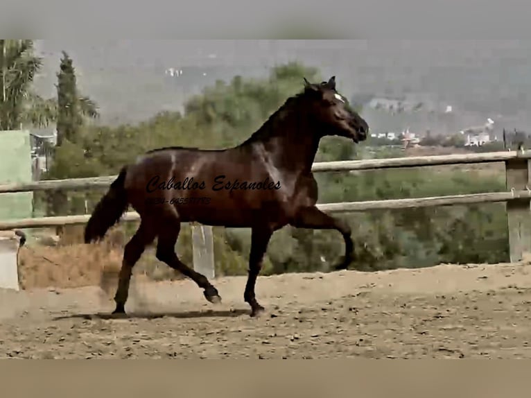 PRE Mix Hengst 3 Jaar 169 cm Zwart in Vejer de la Frontera