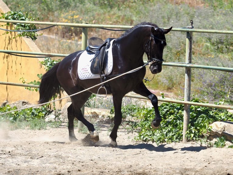 PRE Mix Hengst 3 Jaar 169 cm Zwart in NAVAS DEL MADRONO