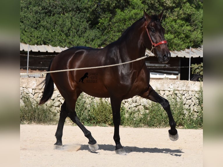 PRE Hengst 3 Jaar 170 cm Bruin in Menorca