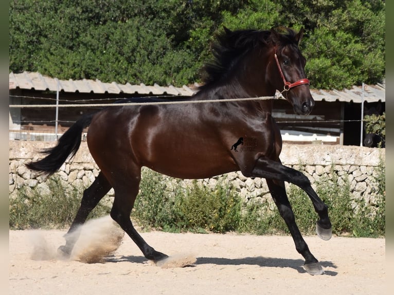 PRE Hengst 3 Jaar 170 cm Bruin in Menorca