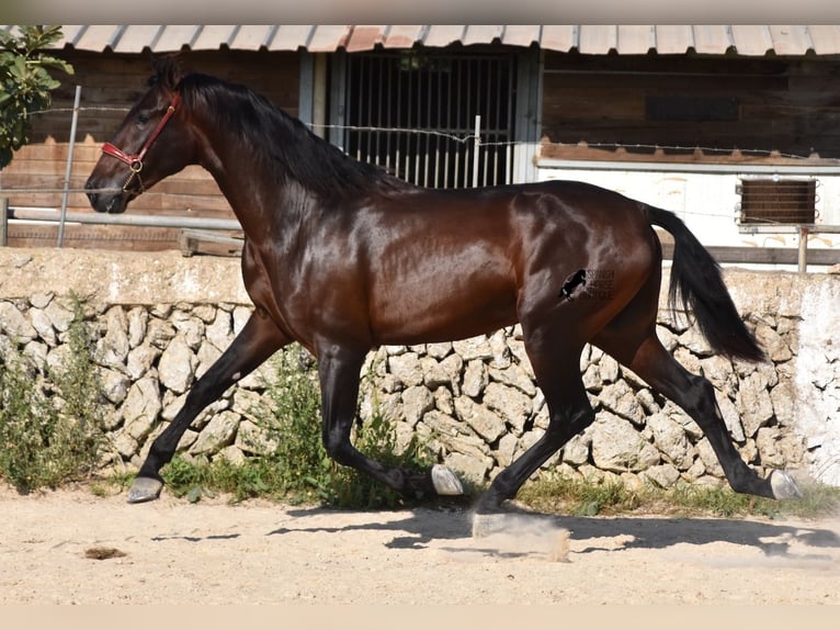 PRE Hengst 3 Jaar 170 cm Bruin in Menorca