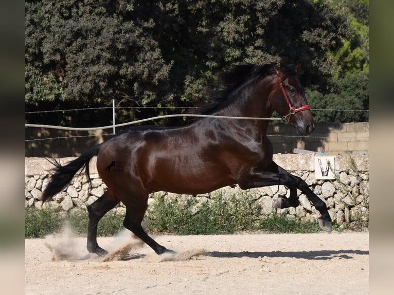 PRE Hengst 3 Jaar 170 cm Bruin in Menorca