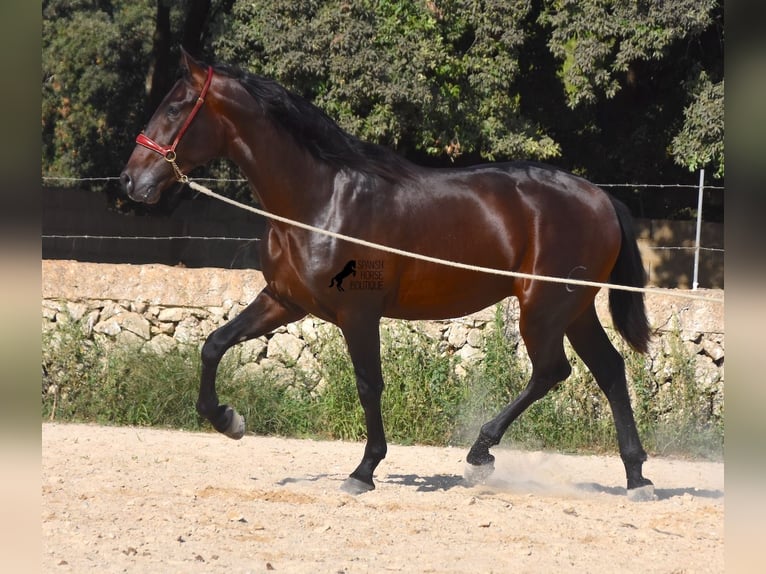 PRE Hengst 3 Jaar 170 cm Bruin in Menorca