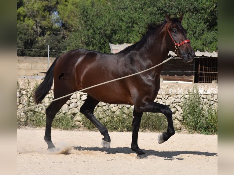 PRE Hengst 3 Jaar 170 cm Bruin in Menorca