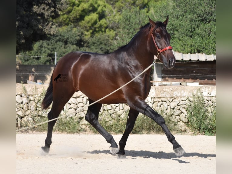 PRE Hengst 3 Jaar 170 cm Bruin in Menorca