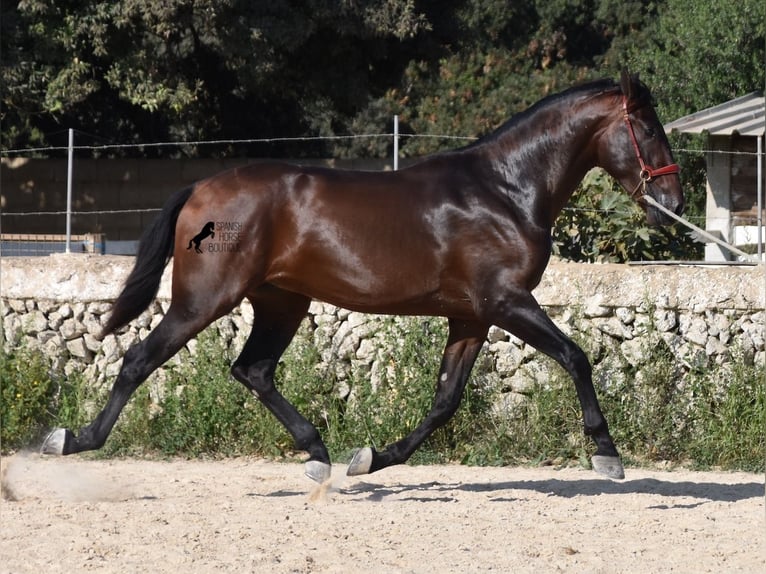 PRE Hengst 3 Jaar 170 cm Bruin in Menorca