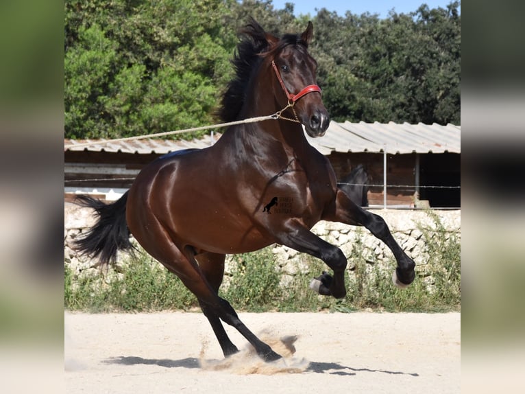 PRE Hengst 3 Jaar 170 cm Bruin in Menorca