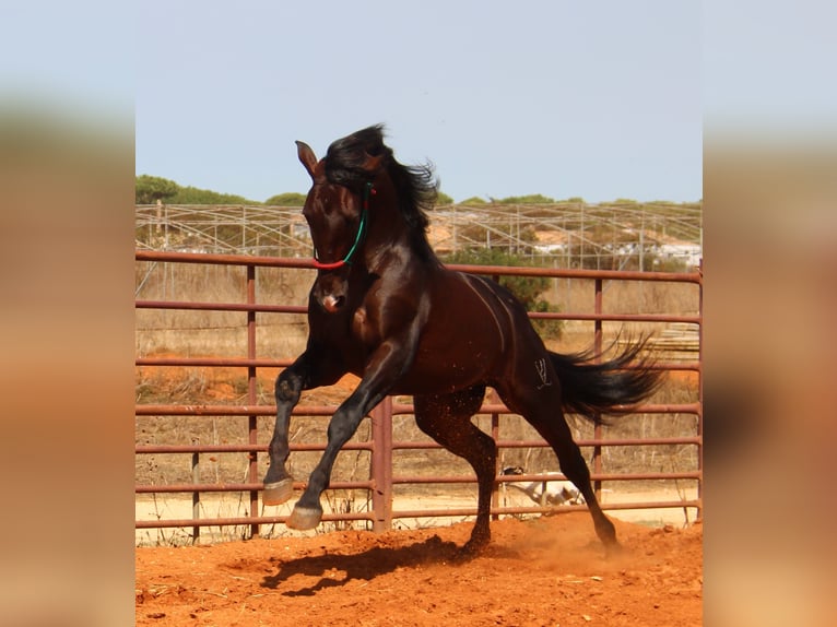 PRE Mix Hengst 3 Jaar 170 cm Bruin in Vejer de la Frontera