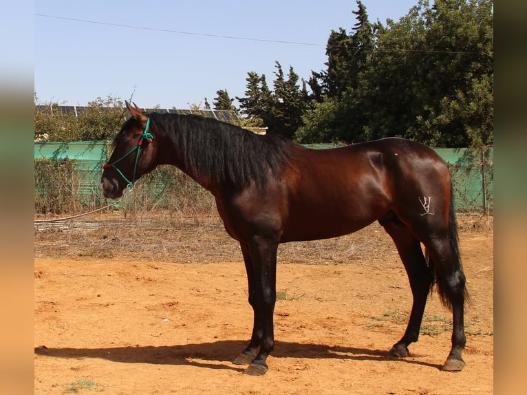 PRE Mix Hengst 3 Jaar 170 cm Bruin in Vejer de la Frontera