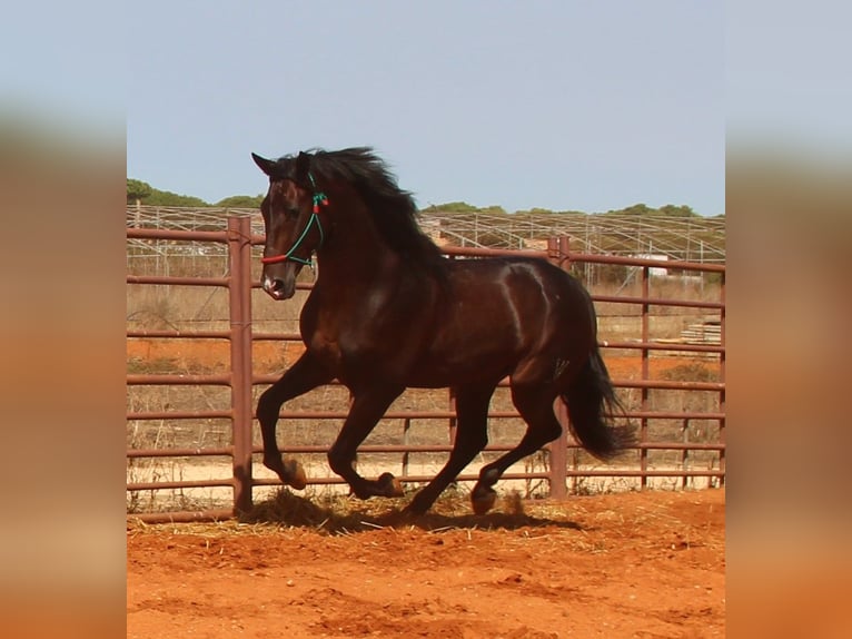 PRE Mix Hengst 3 Jaar 170 cm Bruin in Vejer de la Frontera