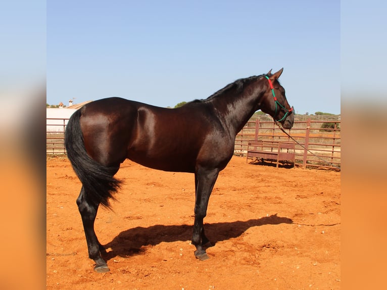 PRE Hengst 3 Jaar 170 cm Donkerbruin in Chiclana de la Frontera