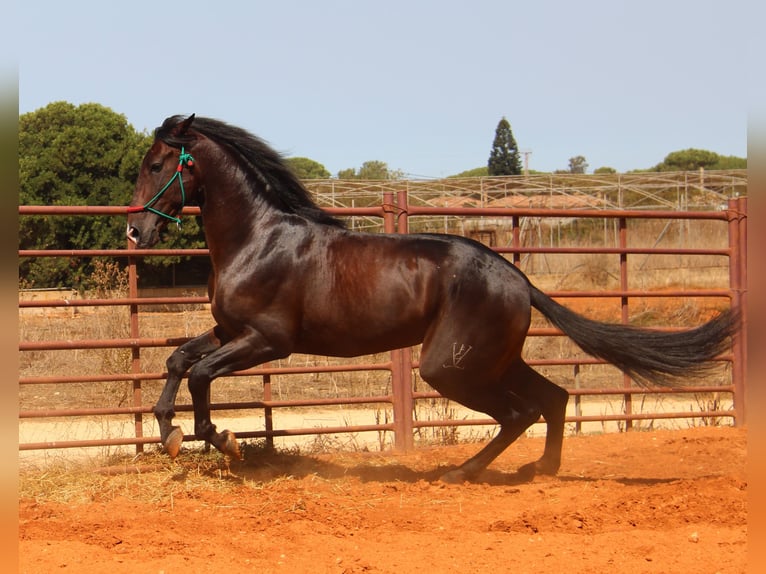 PRE Hengst 3 Jaar 170 cm Donkerbruin in Chiclana de la Frontera