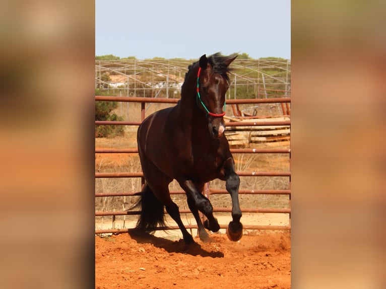 PRE Hengst 3 Jaar 170 cm Donkerbruin in Chiclana de la Frontera