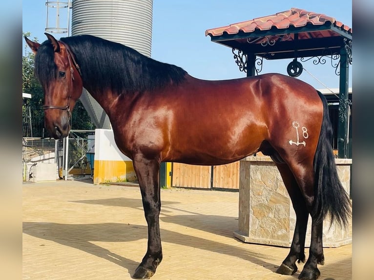 PRE Mix Hengst 3 Jaar 170 cm Donkerbruin in Martfeld