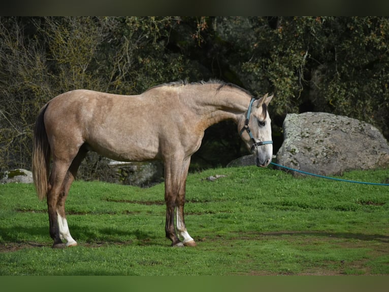 PRE Hengst 3 Jaar 170 cm in Sevilla