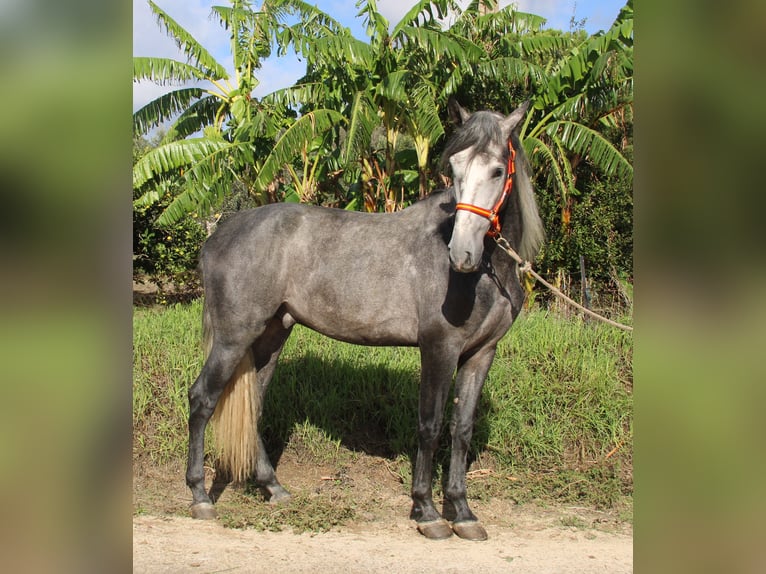 PRE Mix Hengst 3 Jaar 170 cm Schimmel in Vejer de la Frontera