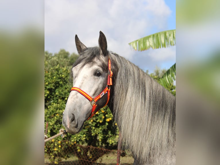 PRE Mix Hengst 3 Jaar 170 cm Schimmel in Vejer de la Frontera