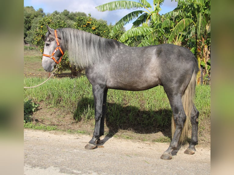 PRE Mix Hengst 3 Jaar 170 cm Schimmel in Vejer de la Frontera