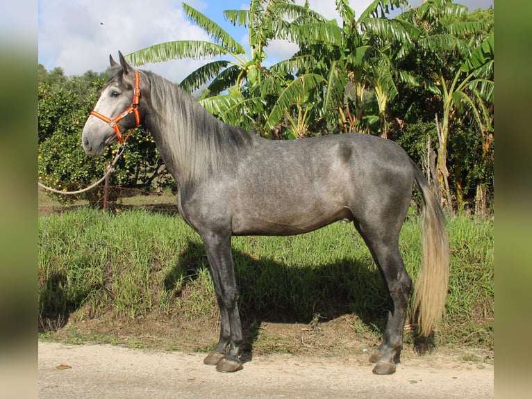 PRE Mix Hengst 3 Jaar 170 cm Schimmel in Vejer de la Frontera