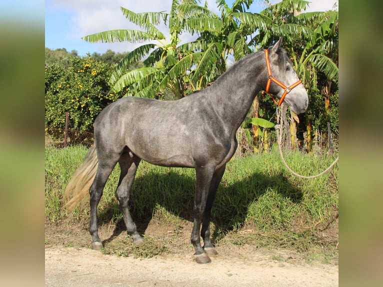 PRE Mix Hengst 3 Jaar 170 cm Schimmel in Vejer de la Frontera