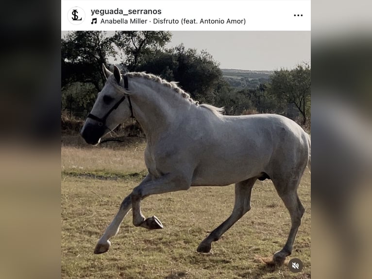 PRE Hengst 3 Jaar 170 cm Schimmel in Sevilla