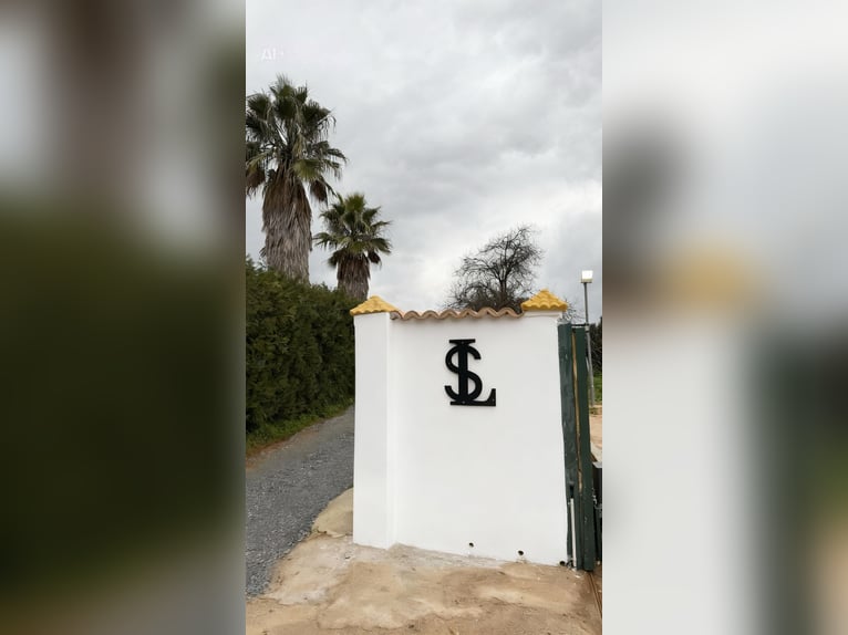 PRE Hengst 3 Jaar 170 cm Schimmel in Sevilla