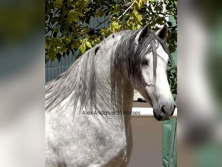 PRE Mix Hengst 3 Jaar 170 cm Schimmel in Sevilla