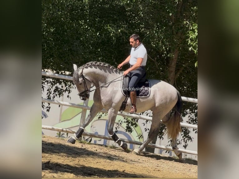 PRE Mix Hengst 3 Jaar 170 cm Schimmel in Sevilla