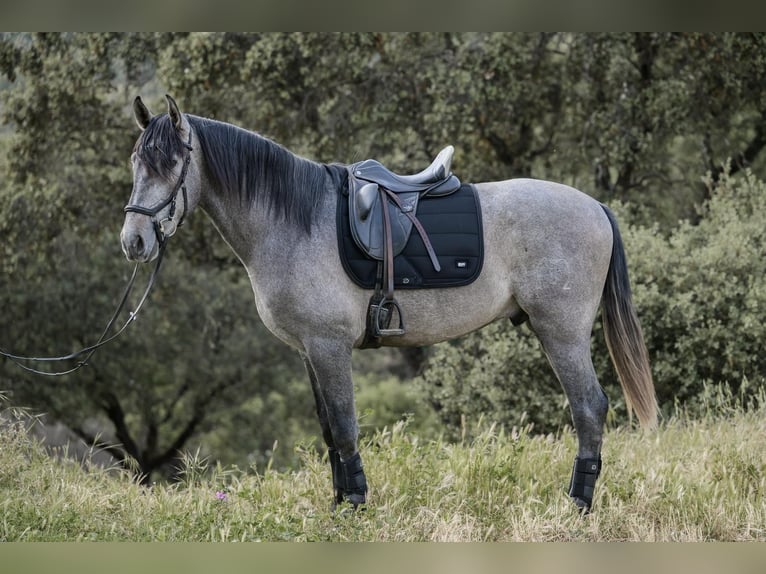 PRE Hengst 3 Jaar 170 cm Schimmel in El Real De La Jara