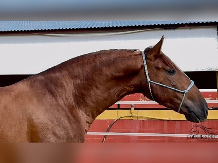 PRE Hengst 3 Jaar 170 cm Vos in Badajoz