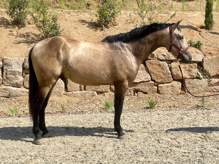 PRE Hengst 3 Jaar 171 cm Falbe in Argentona