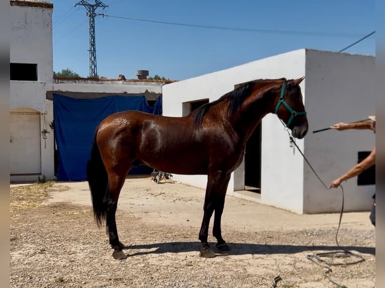 PRE Mix Hengst 3 Jaar 172 cm Bruin in Albacete