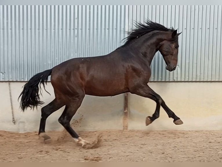 PRE Hengst 3 Jaar 172 cm Bruin in Los Desamparados, Orihuela