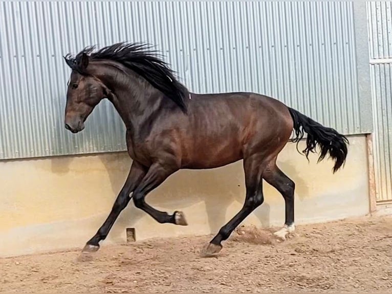 PRE Hengst 3 Jaar 172 cm Bruin in Los Desamparados, Orihuela