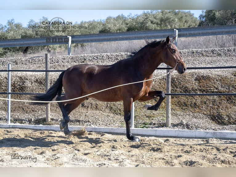 PRE Mix Hengst 3 Jaar 172 cm Bruin in Arjona