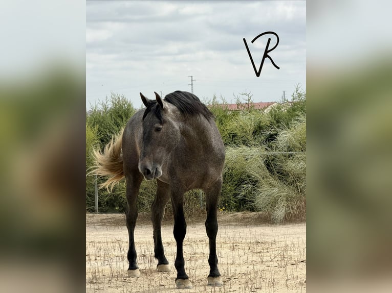 PRE Hengst 3 Jaar 172 cm Schimmel in Llerena