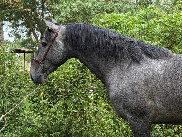 PRE Hengst 3 Jaar 172 cm Schimmel in 06300