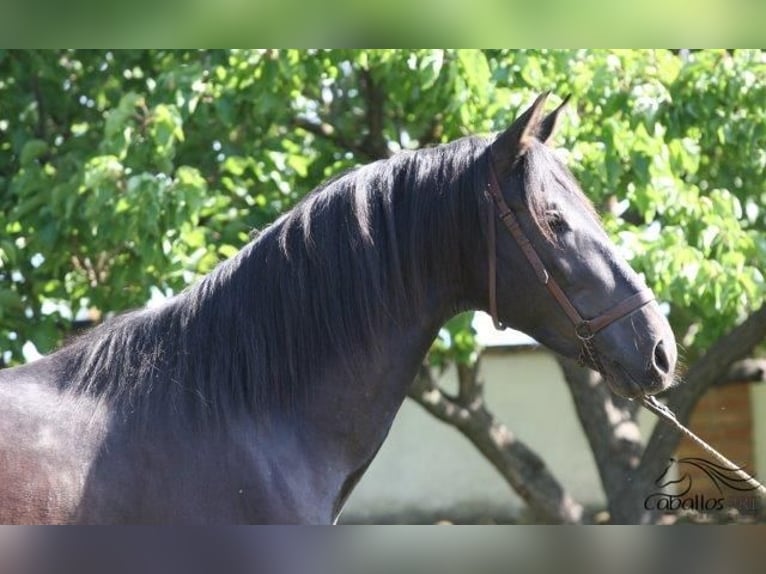 PRE Hengst 3 Jaar 172 cm Zwart in Barcelona