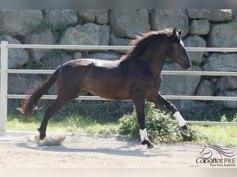 PRE Hengst 3 Jaar 172 cm Zwart in Barcelona